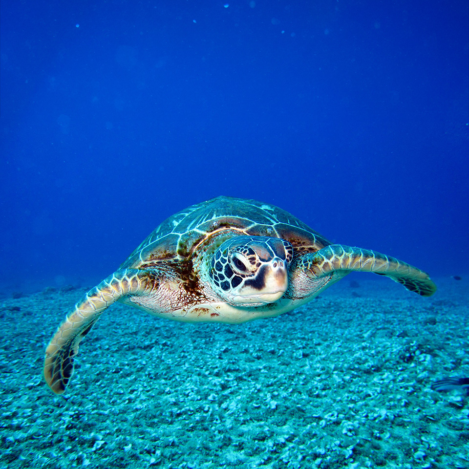 Caretta. Preserved July 2021.