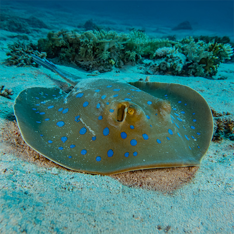 Neotrygon Orientalis. Preserved May 2025.